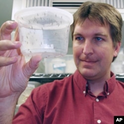 Michael Riehle, holding genetically altered mosquitoes, and his team work in a highly secure lab environment to prevent genetically altered mosquitoes from escaping.