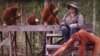 Birute Galdikas, 50 Tahun Mengabdi untuk Pelestarian Orangutan di Indonesia 