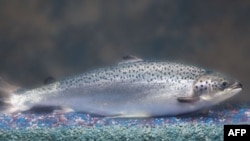 Ikan salmon "AquAdvantage" yang dimodifikasi secara genetika agar tumbuh lebih cepat (foto: dok).