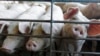 US Approves Genetically Changed Pig for Food and Medicine