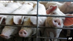 In this file photo, pigs put their snouts through a fence at a farm in Buckhart, Ill. on June, 28, 2012. (AP Photo/M. Spencer Green, File)