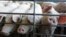 In this file photo, pigs put their snouts through a fence at a farm in Buckhart, Ill. on June, 28, 2012. (AP Photo/M. Spencer Green, File)