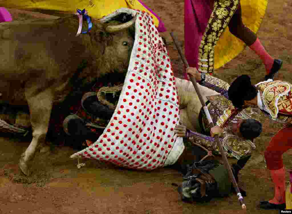 Reaksi Picador Rafael Torres saat terjepit di bawah kuda ketika seekor kerbau menanduknya pada festival adu banteng di arena Canaveralejo, Cali, Colombia, 26 Desember 2016.