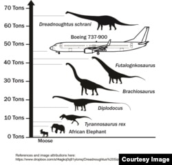 Size and weight comparision for Dreadnoughtus schrani