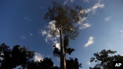 FILE - A Seringueira rubber tree, which is native to the Amazon rainforest, stands in Chico Mendes Extraction Reserve in Xapuri, Acre state, Brazil, June 24, 2016. Rubber is one of the trees cultivated by the ancient peoples of the Amazon.