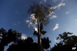 FILE - A Seringueira rubber tree, which is native to the Amazon rainforest, stands in Chico Mendes Extraction Reserve in Xapuri, Acre state, Brazil, June 24, 2016. Rubber is one of the trees cultivated by the ancient people of the Amazon.