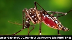 Seekor nyamuk Aedes aegypti betina ditampilkan dalam foto milik Center for Disease Control (CDC) tahun 2006. (Foto: REUTERS/James Gathany/CDC/Handout via Reuters)