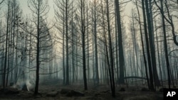 FILE - Spot fires smolder near trees damaged by the Bootleg Fire in Paisley, Oregon, July 22, 2021.