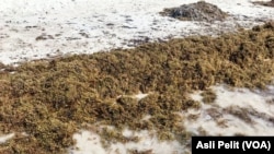 sargassum, Tulum, Cancun, Mexico