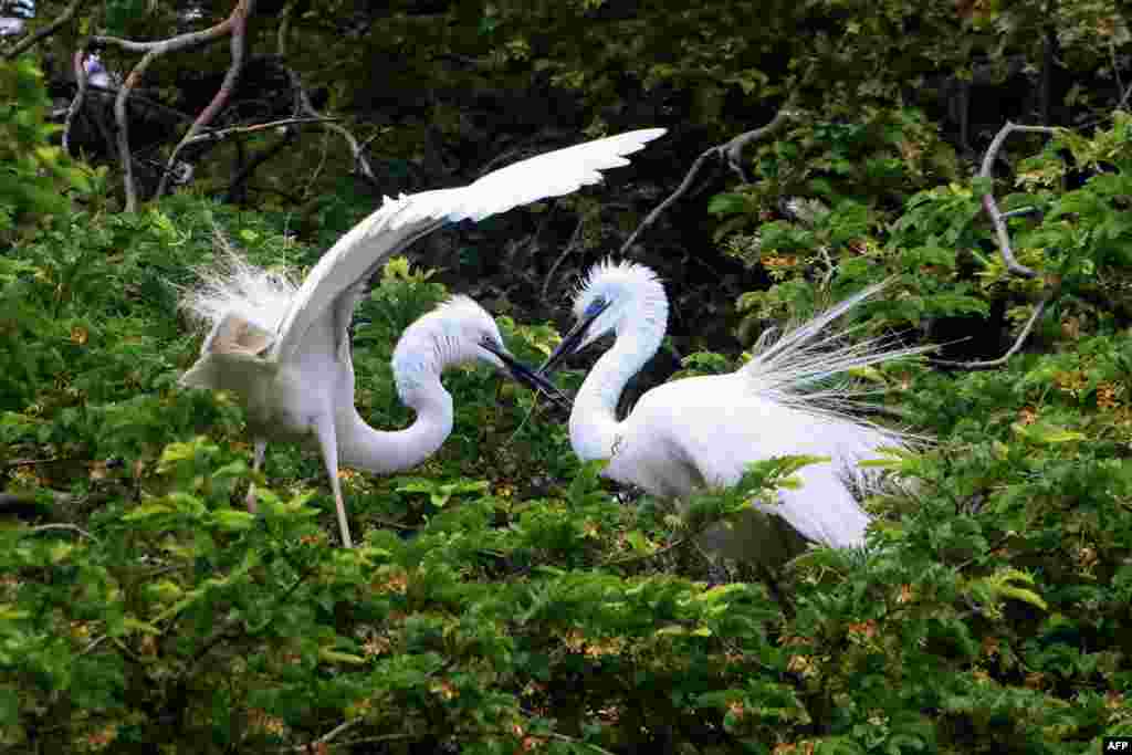 Egrets stand on a tree in Ajmer in the western Indian state of Rajasthan.