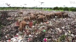 Drone Footage Shows Elephants Foraging for Food in Sri Lanka Garbage Dump 