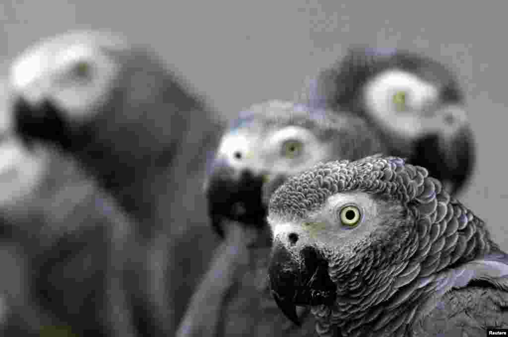 Papagaios cinzentos africanos num parque do Uganda