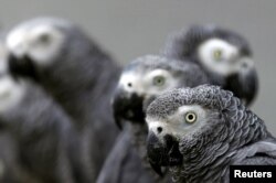 FILE - African grey parrots rescued from an illegal trader by Ugandan officials at the Uganda-Democratic Republic of Congo border crossing are seen at the Uganda Wildlife Education Centre in Entebbe, Jan. 12, 2011.
