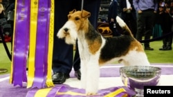 A Wire Fox Terrier "King" is pictured after winning the Best in Show group at the 143rd Westminster Kennel Club Dog Show in New York City, New York, U.S., February 12, 2019. REUTERS/Eduardo Munoz