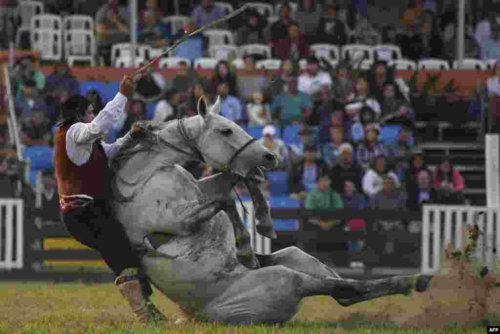 A gaucho falls from a horse during the traditional rodeo week in Montevideo, Uruguay, April 14, 2019.
