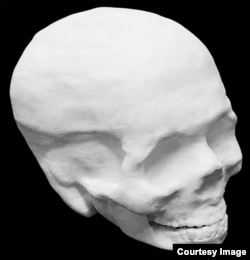 This photo shows a hyperelastic bone human skull. The interior of the skull is hollow. (Credit: Adam E. Jakus)