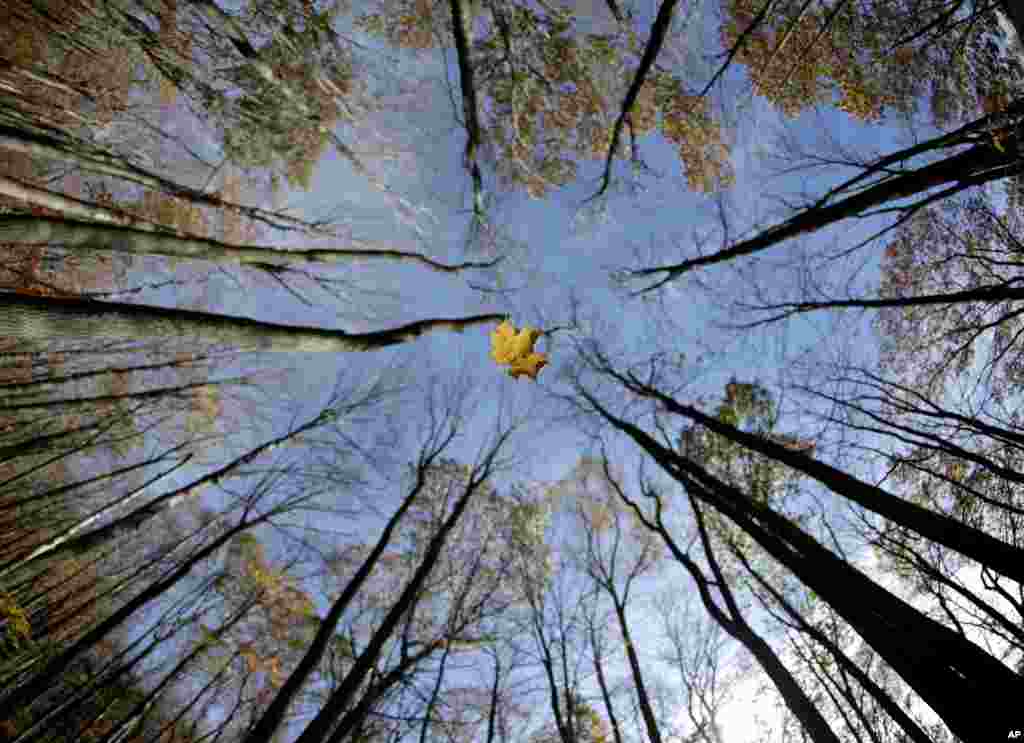미국 뉴저지주 툴리 숲에서 낙엽이 떨어지고 있다.