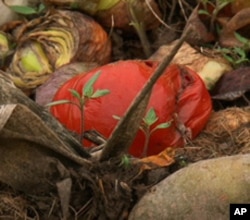 Curt Havens let the vegetables in his garden rot, rather than harvest them for fear the ground water was contaminated.