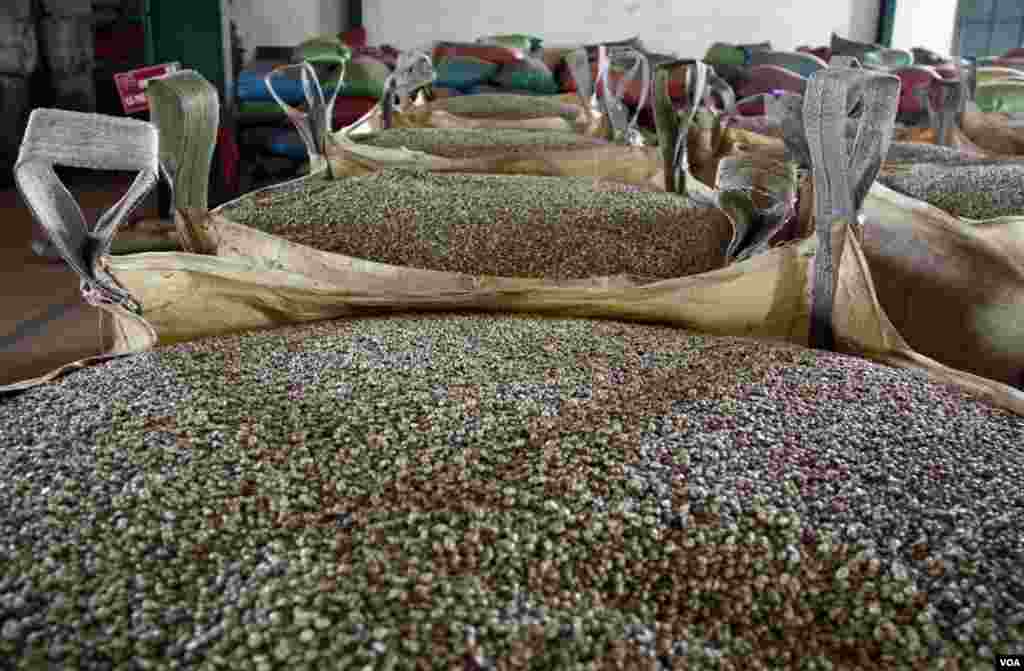 Coffee beans being sorted at the factory. (D. Schearf/VOA)