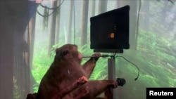 Elon Musk's Neuralink shows monkey with brain-chip playing videogame by thinking.