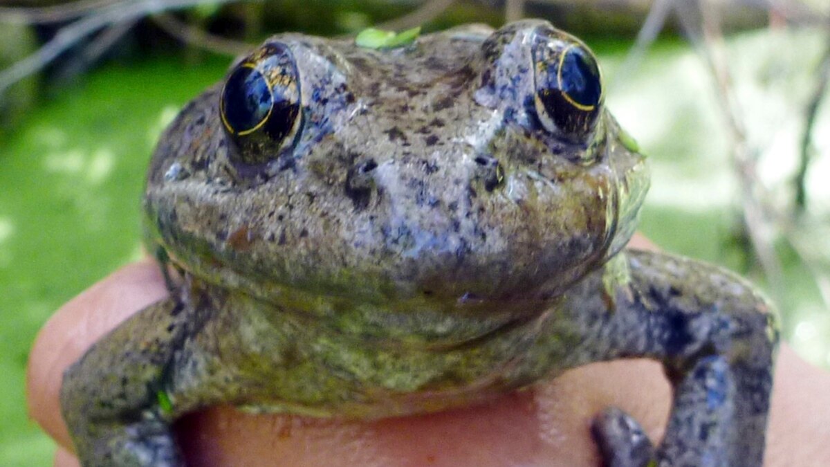 Rare Frogs