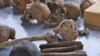 Fossil Study Hints at Ancient Human Relatives