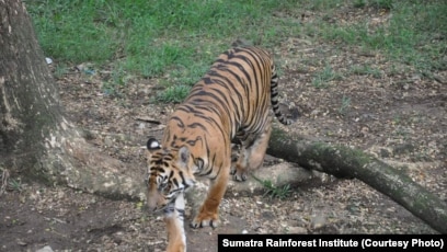 83 Gambar Hewan Harimau Beserta Penjelasannya HD