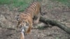 Konflik Harimau Sumatera dengan Manusia Tak Kunjung Usai