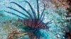 Lionfish Threaten Atlantic Reefs