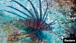 A lionfish is seen on the reefs off Roatan, Honduras in this picture taken May 5, 2010. Native to Indo-Pacific waters, lionfish have invaded the Caribbean because of the aquarium trade and are gobbling up native species but have no predators in the region, so their population is exploding. 