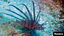 သန္တာကျောက်တန်းတွေကို ပျက်စီးစေနိုင်တဲ့ Lionfish အလှမွေးငါး