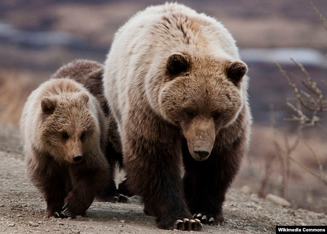 Grizzly bears in Denali National Park