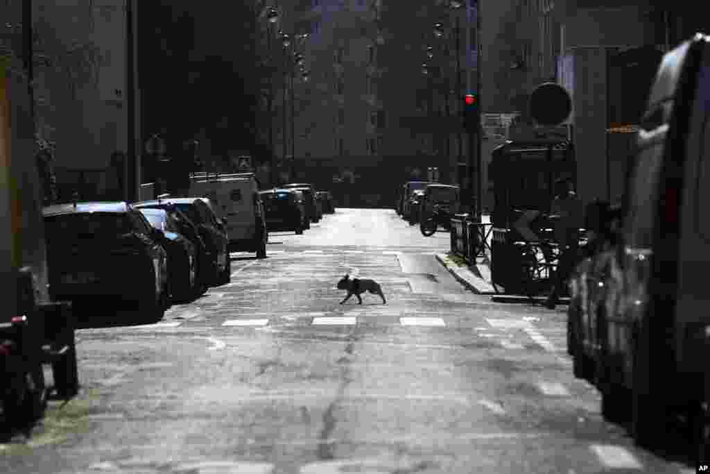 عبور یک سگ تنها در یکی از خیابان&zwnj;های متروک پاریس. در فرانسه تعداد مبتلایان به کرونا به حدود ۱۰ هزار نفر رسید.&nbsp;