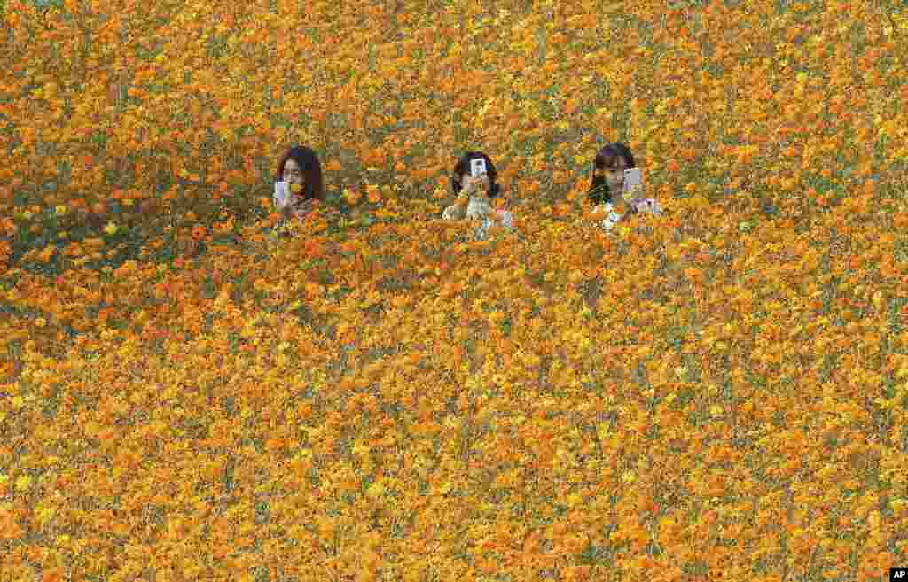 Women take photos in a field of cosmos flowers at Olympic Park in Seoul, South Korea.