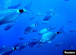 FILE - Fish swim in the Mediterranean sea on the south coast of the Balearic island of Mallorca, Spain.