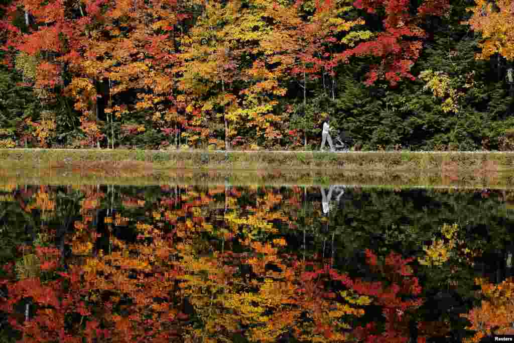 Seorang perempuan mendorong kereta bayi di pinggiran Danau Dream dengan latar daun-daun berwarna khas musim gugur di Amherst, negara bagian New Hampshire, Amerika tanggal 13 Oktober 2015.