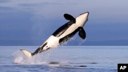 A female resident orca whale breaches while swimming in Puget Sound near Bainbridge Island as seen from a federally permitted research vessel Saturday, Jan. 18, 2014. (AP Photo/Elaine Thompson)