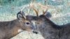 New Hampshire, Vermont Asked to Test Deer for COVID-19
