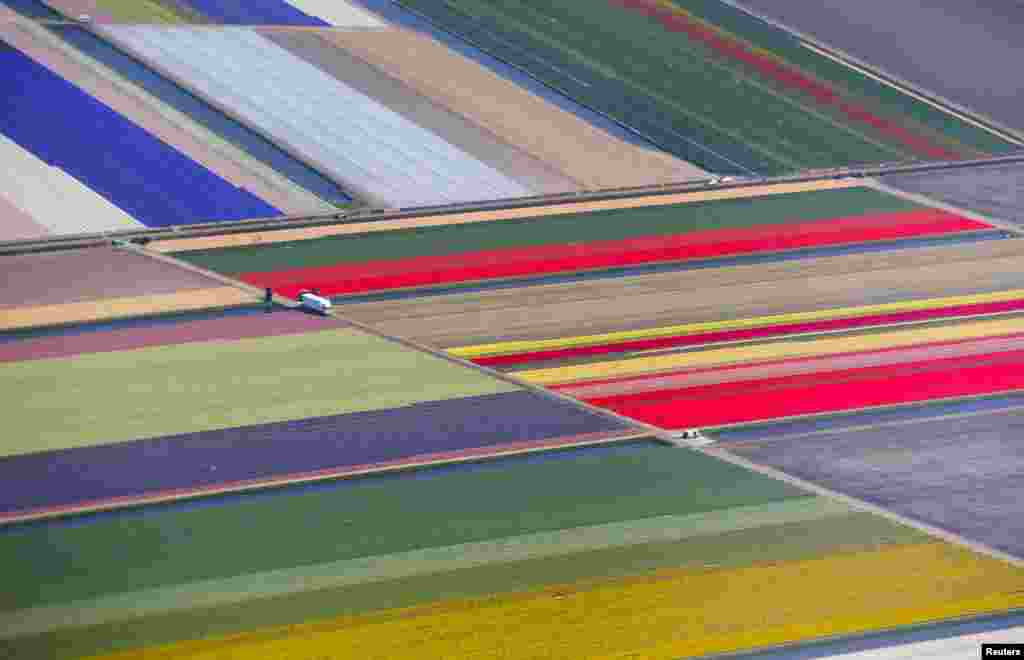 An aerial view of flower fields is seen near the Keukenhof park, also known as the Garden of Europe, in Lisse, The Netherlands.