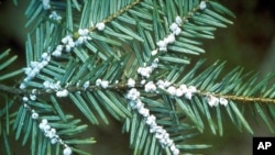Trứng của con bọ adelgid bám vào lá cây thông hemlock. Các khoa học gia giải thích rằng khí hậu biến đổi là yếu tố góp phần gây ra tình trạng này
