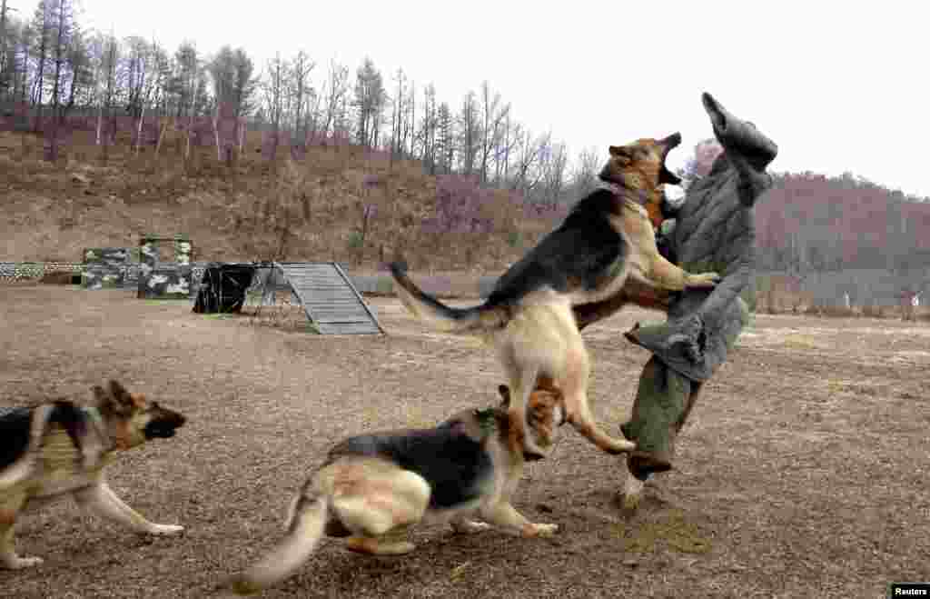 North Korean military dogs run to a target with a portrait of South Korean Defence Minister Kim Kwan-jin during a military drill, April 6, 2013. (KCNA)