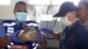 Pihak Berwenang Indonesia Tangkap Pria Jepang Penyelundup Reptil