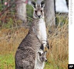 ໂຕຈິງໂຈ້ ຫລື kangaroo ທີ່ຫອບລູກໄວ້ໃນພົກໃກ້ເອິກ ຂອງຕົນ