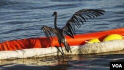 Hace un año, tras explotar la plataforma Deepwater Horizon, las aves en el área del Golfo sufrían los efectos del petróleo en el mar.