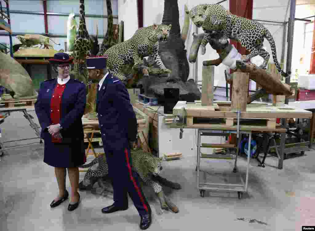 Customs officers stand in front of stuffed leopards in a taxidermy hall as part of a fight against the trafficking of protected species at the Museum of Natural History in Paris, France.