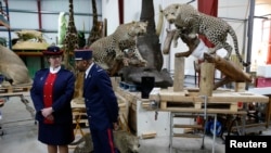 FILE: Customs officers stand in front of stuffed leopards in a taxidermy hall as part of a fight against the trafficking of protected species at the Museum of Natural History in Paris, France, February 16, 2016. 