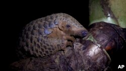 FILE - Pangolin, the world’s most trafficked mammal.