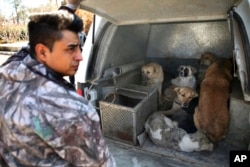 Stray dogs that have been caught are put inside the vehicle of Tehran's urban animal control after being shot with anesthetic darts on the outskirts of the capital Tehran, Iran, March 5, 2017.