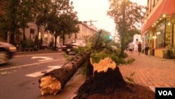 En Old Town Alexandria cayeron árboles de gran porte debido a la fuerza del viento.