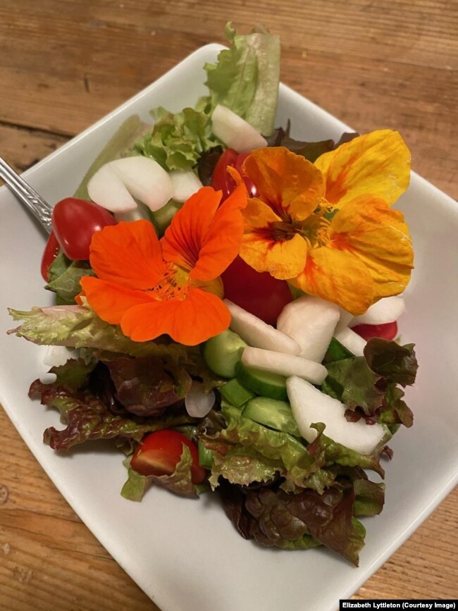 Nasturtium is a commonly eaten flower. It grows well in harsh conditions. Washington, DC resident Elizabeth Lyttleton grows them in a pot on her porch step and uses them in dishes for her family. (Photo: Elizabeth Lyttleton)